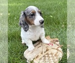 Small #3 Dachshund