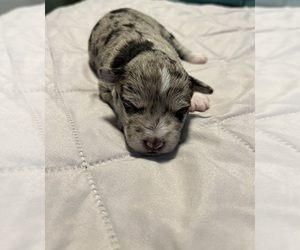 Schnauzer (Miniature) Puppy for sale in GRAY, GA, USA