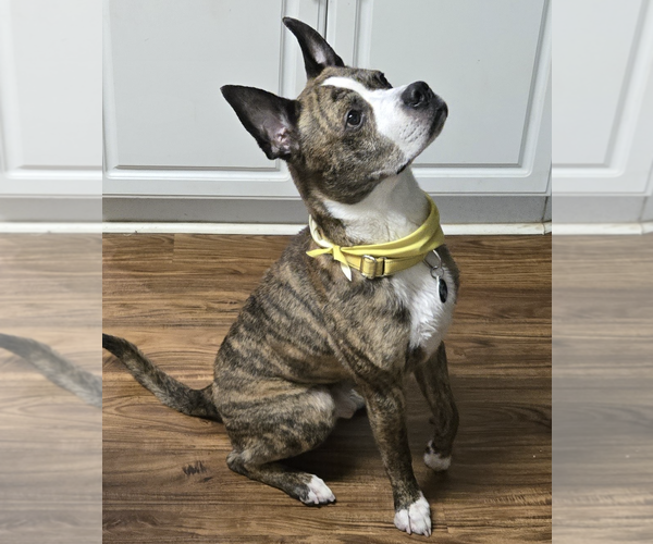 Medium Photo #11 American Staffordshire Terrier-Boxer Mix Puppy For Sale in Decatur, GA, USA