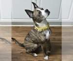 Small #10 American Staffordshire Terrier-Boxer Mix