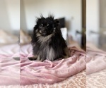 Small #1 Pomeranian