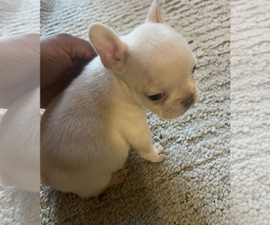 French Bulldog Puppy for sale in ELK GROVE, CA, USA