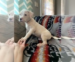 Small Photo #7 American Bulldog Puppy For Sale in TOCCOA, GA, USA