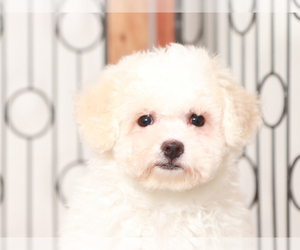 Bichon Frise Puppy for sale in NAPLES, FL, USA