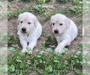 Golden Labrador Puppy for sale in GAYLORD, MI, USA