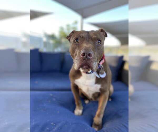 Medium Photo #3 American Pit Bull Terrier Puppy For Sale in  Ramona, CA, USA