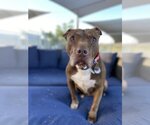 Small #2 American Pit Bull Terrier