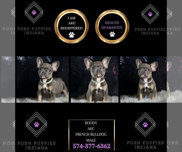 Medium Photo #31 French Bulldog Puppy For Sale in WARSAW, IN, USA