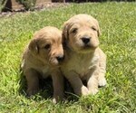 Small #1 Golden Retriever