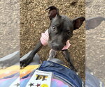 Small #11 American Pit Bull Terrier Mix