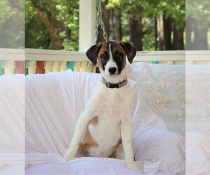 Remi (Bambi) Lonestar - Female Great Pyrenees-Unknown Mix Dog for Adoption - Photo #3