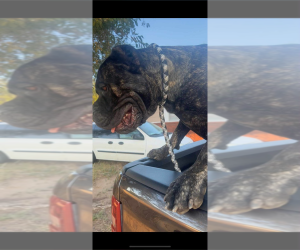 Medium Photo #3 Cane Corso Puppy For Sale in GRAVOIS MILLS, MO, USA