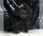 Small #4 Poodle (Toy)