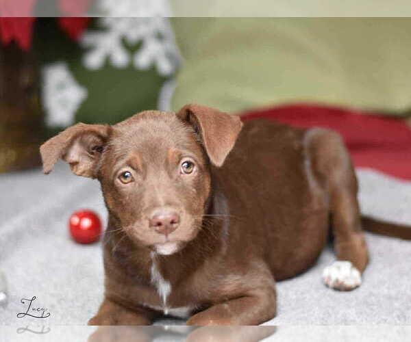 Medium Photo #6 Labrador Retriever-Unknown Mix Puppy For Sale in Brewster, NY, USA