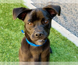 Pug-Unknown Mix Dogs for adoption in Moreno Valley, CA, USA