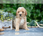 Small Photo #6 Poodle (Miniature) Puppy For Sale in WOLCOTTVILLE, IN, USA