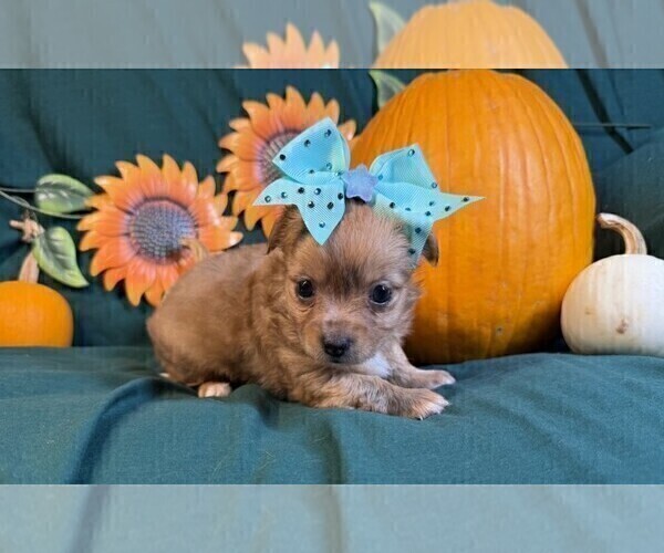 Medium Photo #1 Chihuahua Puppy For Sale in LEWISVILLE, TX, USA