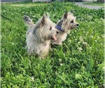 Small Photo #1 Cairn Terrier Puppy For Sale in FORNEY, TX, USA