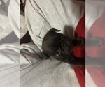 Small Photo #44 Pug Puppy For Sale in BLOOMINGTON, IL, USA