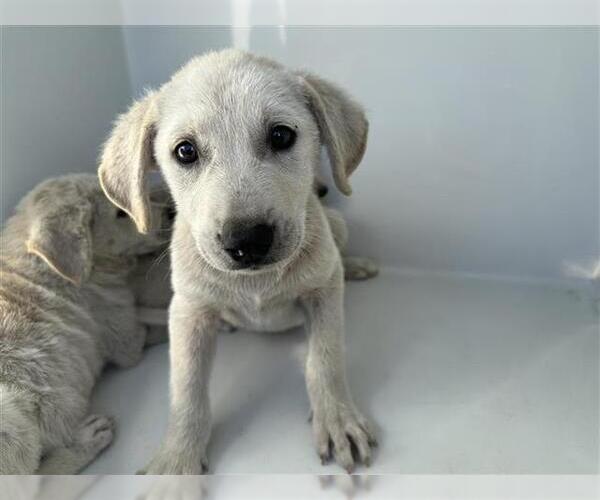Medium Photo #1 Labrador Retriever Puppy For Sale in Houston, TX, USA