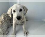 Small Labrador Retriever
