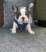 Small Photo #3 French Bulldog Puppy For Sale in SAN DIMAS, CA, USA