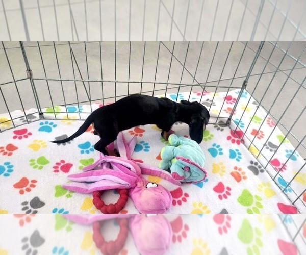 Medium Photo #10 Dachshund Puppy For Sale in ORO VALLEY, AZ, USA