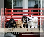 Small #1 Cavapoo (Miniature)