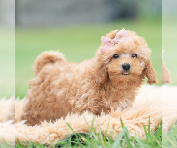 Medium Photo #5 Maltipoo (Miniature) Puppy For Sale in WARSAW, IN, USA