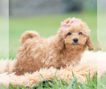 Small Photo #104 Maltipoo (Miniature) Puppy For Sale in WARSAW, IN, USA