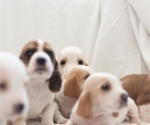Small Photo #2 Basset Hound Puppy For Sale in BUENA PARK, CA, USA