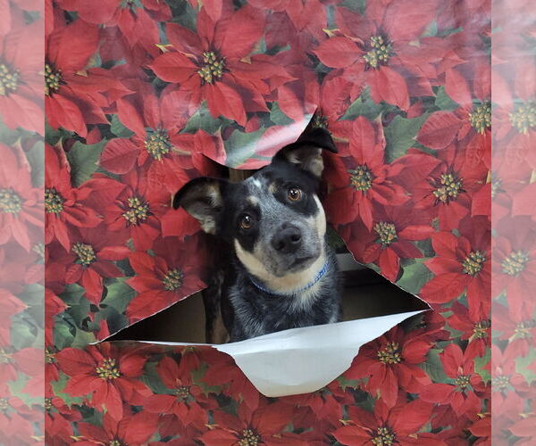 Medium Photo #9 Mutt Puppy For Sale in FAIRLAWN, OH, USA