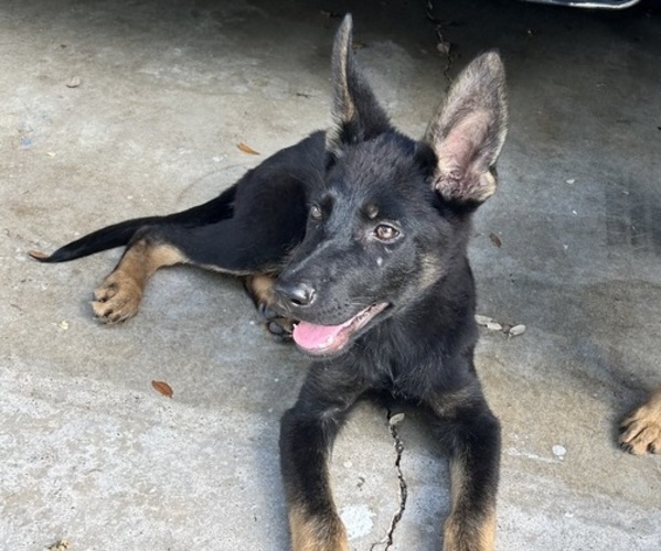 Medium Photo #5 German Shepherd Dog Puppy For Sale in TEMPLE, TX, USA