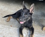 Small #1 German Shepherd Dog