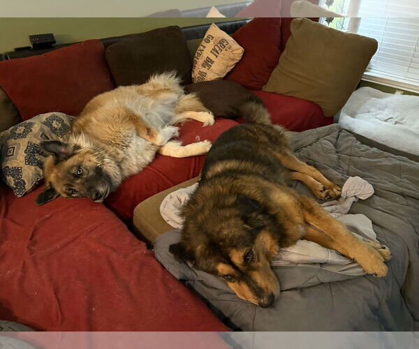 Medium Photo #7 Labrador Retriever-Unknown Mix Puppy For Sale in The Woodlands, TX, USA