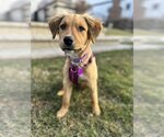 Small Photo #3 Golden Retriever-Unknown Mix Puppy For Sale in Mundelein, IL, USA
