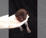 Small Photo #11 German Shorthaired Pointer Puppy For Sale in SAINT GEORGE, SC, USA