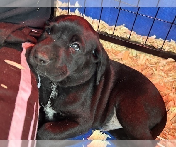 Medium Photo #17 German Shorthaired Lab Puppy For Sale in TACOMA, WA, USA