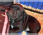 Small Photo #17 German Shorthaired Lab Puppy For Sale in TACOMA, WA, USA