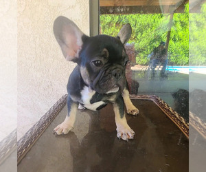 French Bulldog Puppy for sale in SYLMAR, CA, USA