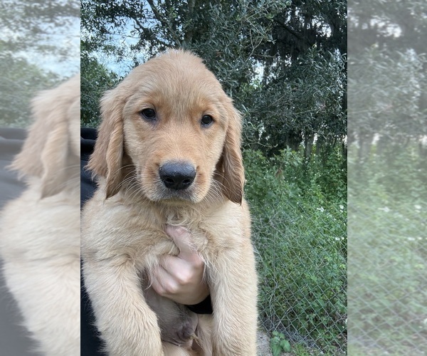 Medium Photo #4 Golden Retriever Puppy For Sale in LAKELAND, FL, USA