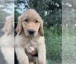 Small #2 Golden Retriever