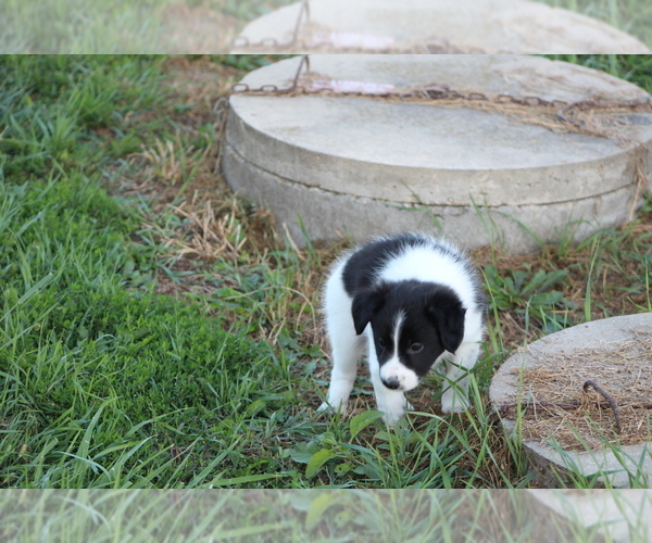 Medium Photo #9 Border Collie Puppy For Sale in BLOOMINGTON, WI, USA