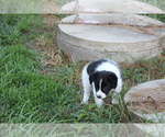 Small Photo #9 Border Collie Puppy For Sale in BLOOMINGTON, WI, USA