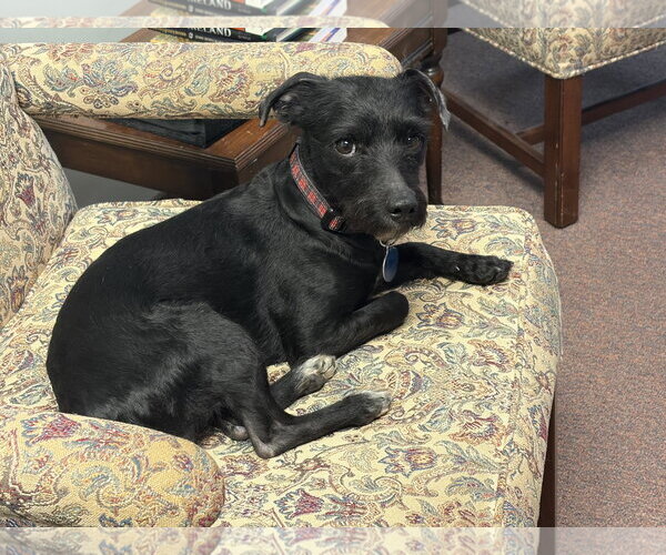 Medium Photo #1 Mutt Puppy For Sale in Rootstown, OH, USA