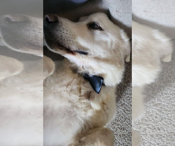 Medium Photo #2 Great Pyrenees Puppy For Sale in Bountiful, UT, USA