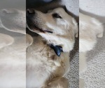 Small #1 Great Pyrenees