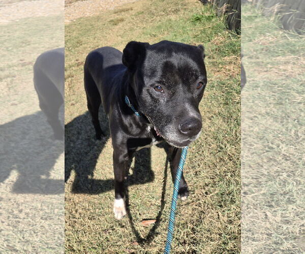 Medium Photo #1 Mutt Puppy For Sale in Jackson, MS, USA