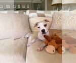 Small #8 Mutt