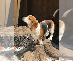 Basset Hound Dogs for adoption in Petaluma, CA, USA